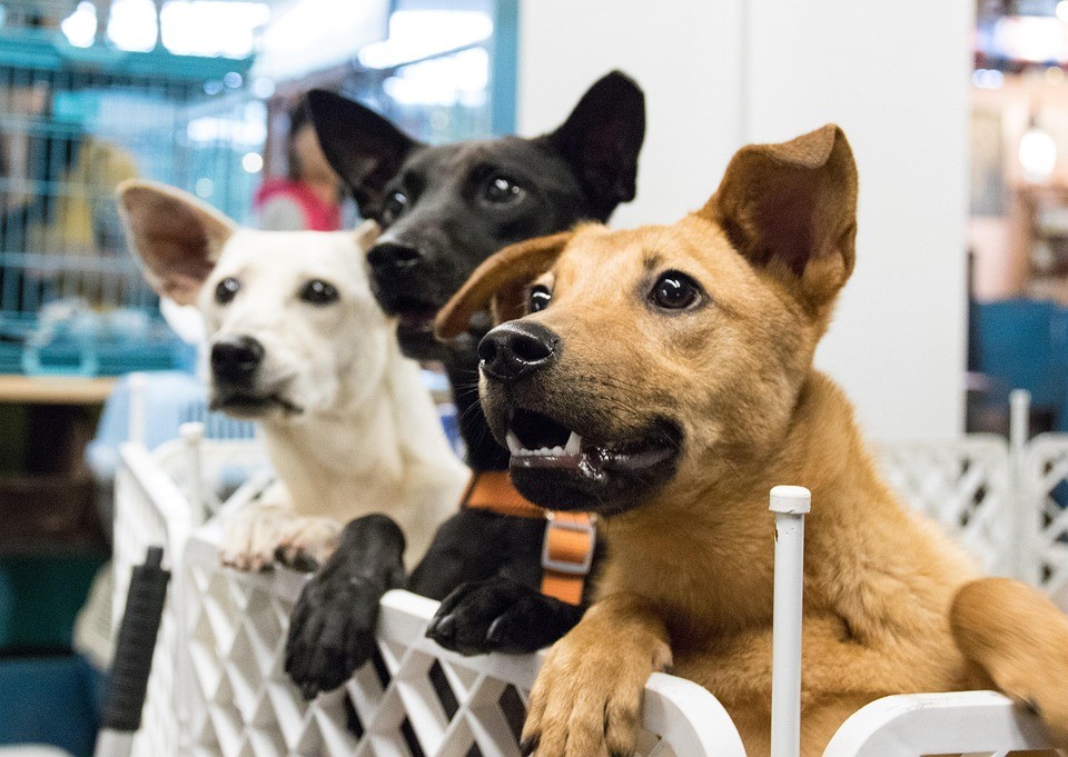 איך לזהות שחקן